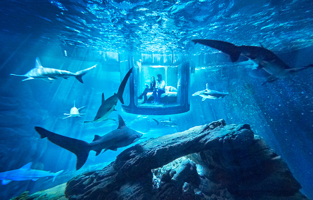 airbnb-ubi-bene-paris-aquarium-shark-suite-designboom-01