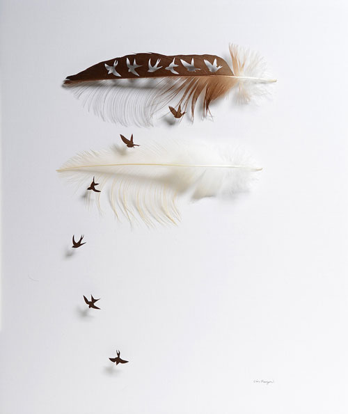 feathers3