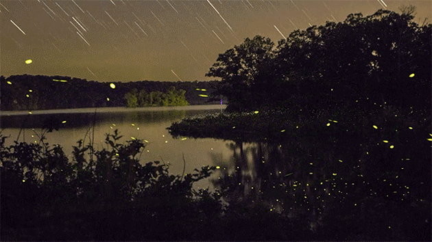 fireflies1