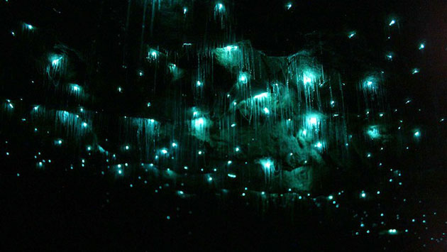 glowwormcaves2